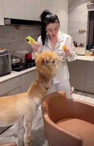 ​豪宅奇闻！赵本山老伴关婷娜穿睡衣喂羊驼，居然还大秀事业线？！