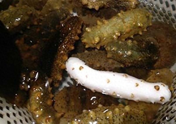 参中仙子——白海参，33万元一公斤？！你觉得值吗？