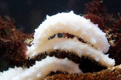 ​参中仙子——白海参，33万元一公斤？！你觉得值吗？