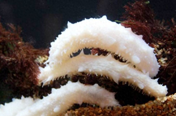 参中仙子——白海参，33万元一公斤？！你觉得值吗？