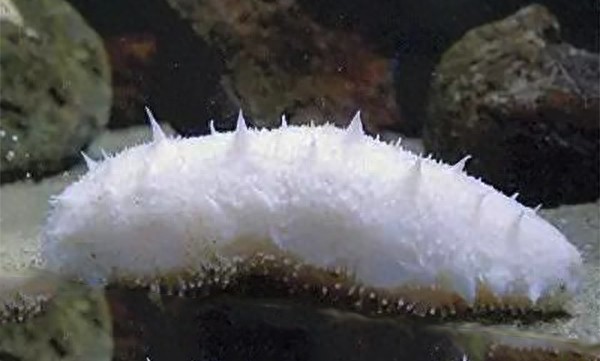 参中仙子——白海参，33万元一公斤？！你觉得值吗？