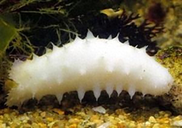 参中仙子——白海参，33万元一公斤？！你觉得值吗？