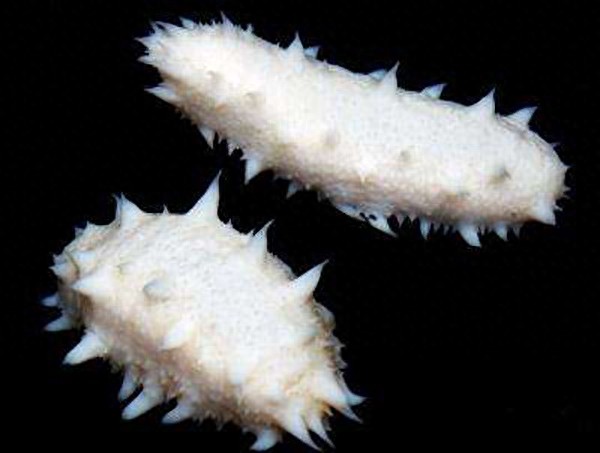 参中仙子——白海参，33万元一公斤？！你觉得值吗？