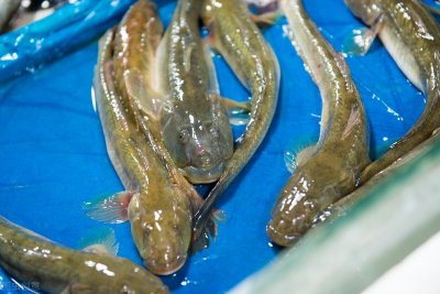 ​港城美食沙光鱼