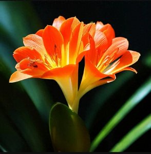 ​每日一词：Competence