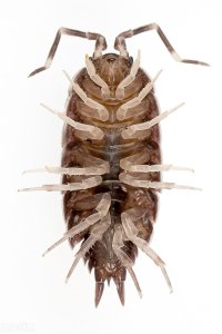 ​三分钟带你了解鼠妇