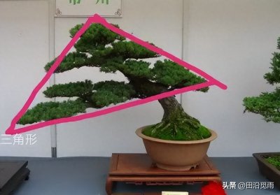 ​盆景新手必知的造型技法，牢记这几点，造型轻车熟路！