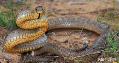 ​狂野澳洲的致命毒蛇—太攀蛇