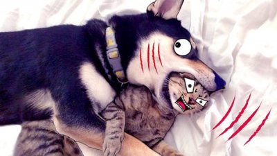 ​猫和狗为什么是天敌为什么猫喜欢打狗耳光