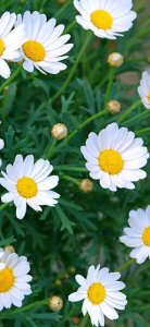 ​唯美雏菊手机壁纸