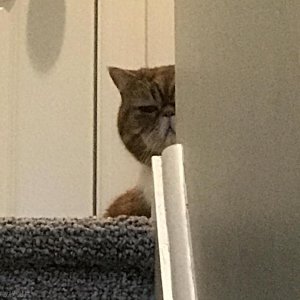 ​为什么猫喜欢暗中观察