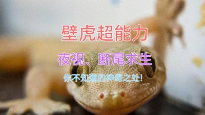​壁虎超能力：夜视、断尾求生，你不知道的神奇之处！