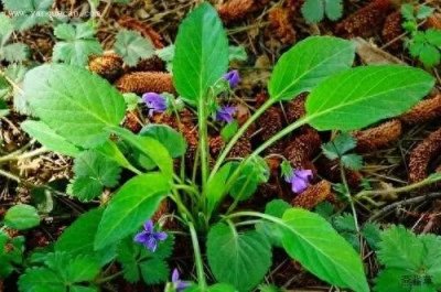 ​早开堇菜，在三月的春风里悄然绽放