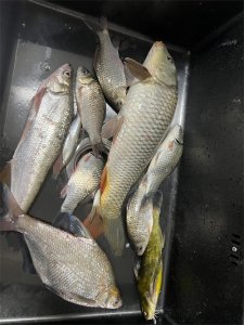 ​冬季野钓鲫鱼记住这五个诀窍，想不爆护都难