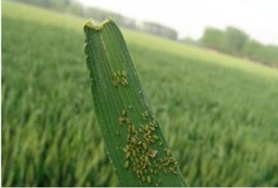 ​小麦病虫草害系列——小麦蚜虫