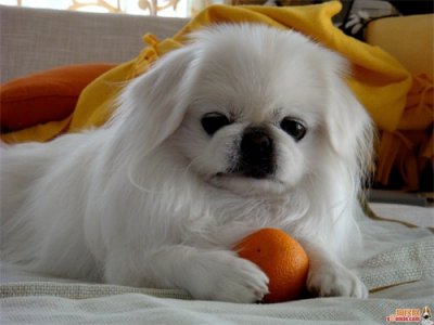 ​Simon说狗 遗失的宫廷贵族京巴犬