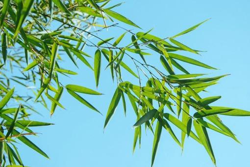 宁可食无肉不可居无竹是什么意思?古人为何偏爱竹子?