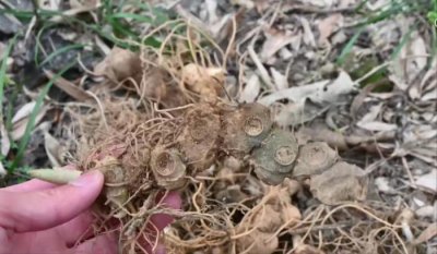 ​山中野生黄精，营养价值高又美味，很多人在山里面找去炖老母鸡吃