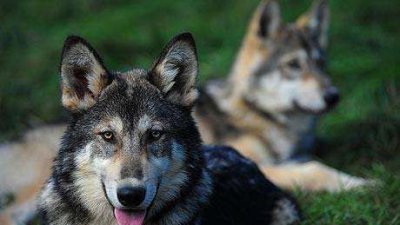 ​狗和狼怎么区分，狼和狼狗有什么相同点和不同点？