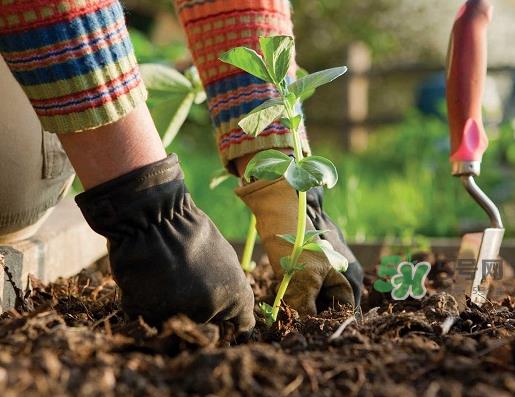立秋可以种什么菜？立秋后可以种什么菜？