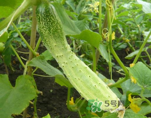 立秋可以种什么菜？立秋后可以种什么菜？