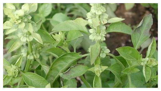 农村一种叫“金不换”的植物，用来治失眠效果好，城里一斤15元