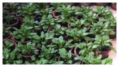 ​农村一种叫“金不换”的植物，用来治失眠效果好，城里一斤15元