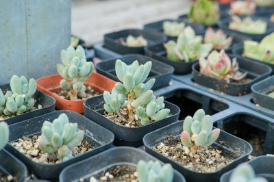 ​植物“扦插”可不难，学会准备“土壤”，扦插可就成功一大半儿！