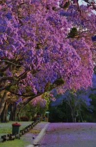 ​种火遍全网的“蓝楹花”，一年开花5个月，盛开像片“花海”