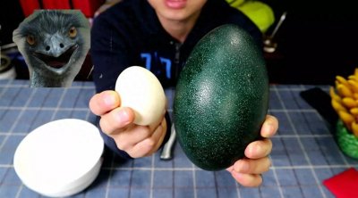 ​鸸鹋蛋生产的详解〖鸸鹋养殖技术2〗