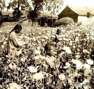 ​民国史之陕西烟土为什么屡禁不绝？