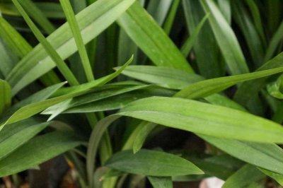 ​兰花根全部烂了能活吗，空根和烂根的区别，怎么补救？