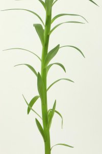 ​四季之中百合盆栽怎么养