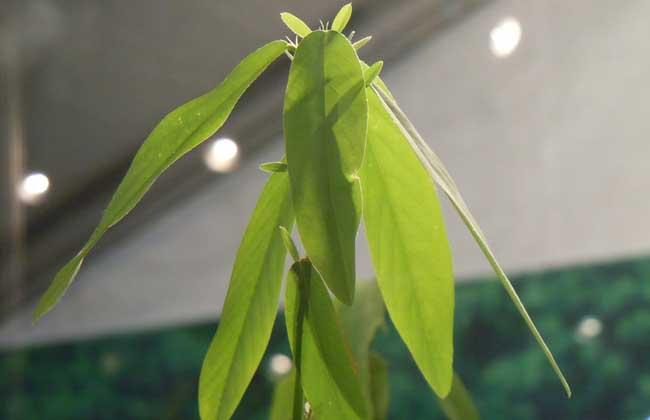 跳舞草为什么会跳舞？（跳舞草会跳舞的原因）