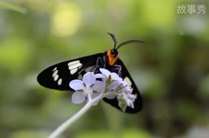 网络图片(侵删)
