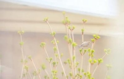 ​复旦申花净水器显示维护复旦申花水管家液晶屏的字不显示了还报警是什么原因？