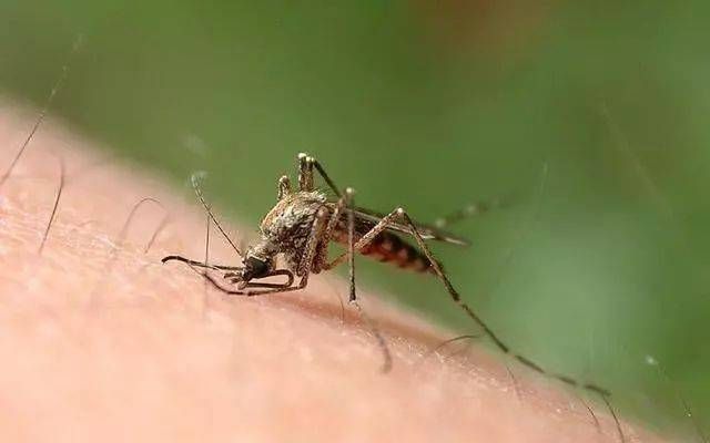 咬人的蚊子是公的还是母的：咬人的蚊子是公还是母