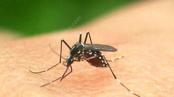 咬人的蚊子是公的还是母的：咬人的蚊子是公的还是母的