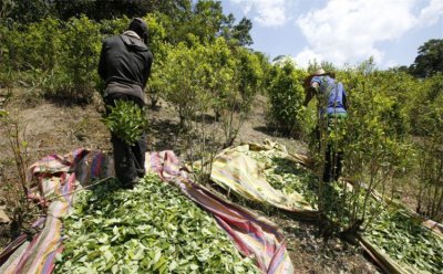 ​古柯主要种植在哪里？在拉丁美洲，云南和台湾也有，不过注意违法