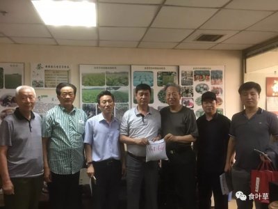 ​食叶草（蛋白草）－中朝友谊之草