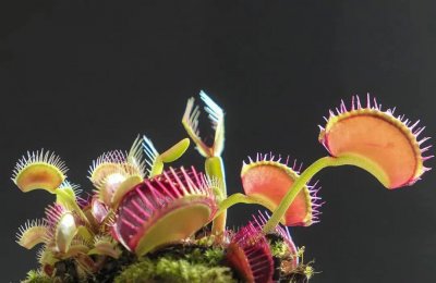 ​食人花—吃肉的植物