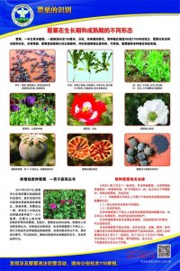 ​【禁毒宣传】珍爱生命，远离毒品！国家禁毒宣传海报来了！