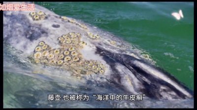 ​藤壶的神秘生活，如烟般爱恋