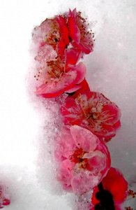 ​梅须逊雪三分白，雪却输梅一段香。两相映衬更显各自独特的魅力！