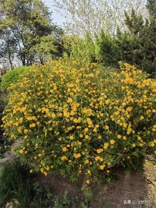 ​被忽略的尊贵之花——棣棠花