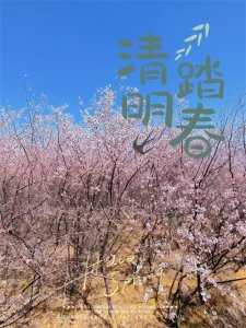 ​清明时节的踏青与醋文化传承