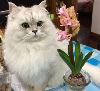 ​为何不建议新手养“金吉拉”？这几点，一般人还真驾驭不住